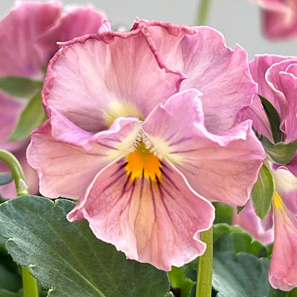 ビオラ(フリル咲き):パステルフリル桜貝3-3.5号ポット