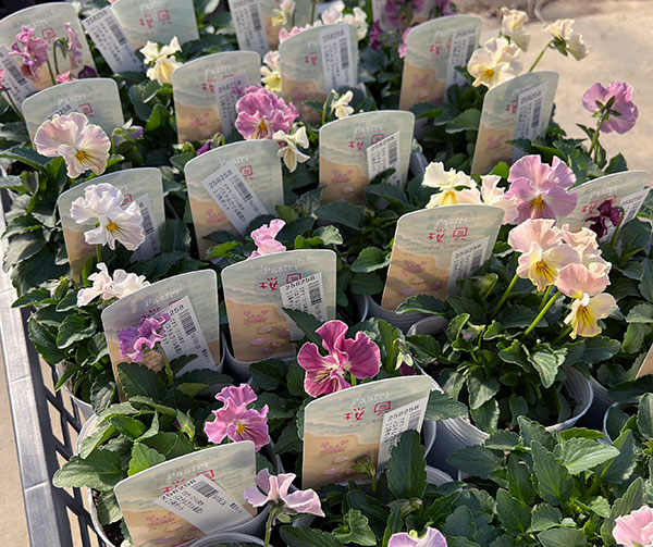 ビオラ(フリル咲き):パステルフリル桜貝3-3.5号ポット