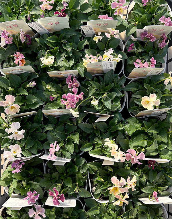 ビオラ(フリル咲き):パステルフリル桜貝3-3.5号ポット