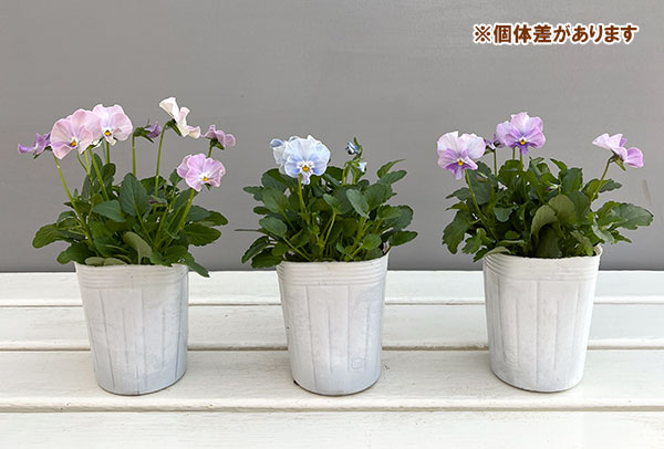 ビオラ(フリル咲き):パステルフリル淡青3-3.5号ポット