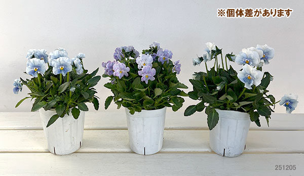 園芸ネット本店｜ビオラ（フリル咲き）：パステルフリル淡青3-3.5号