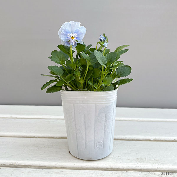 ビオラ(フリル咲き):パステルフリル淡青3-3.5号ポット
