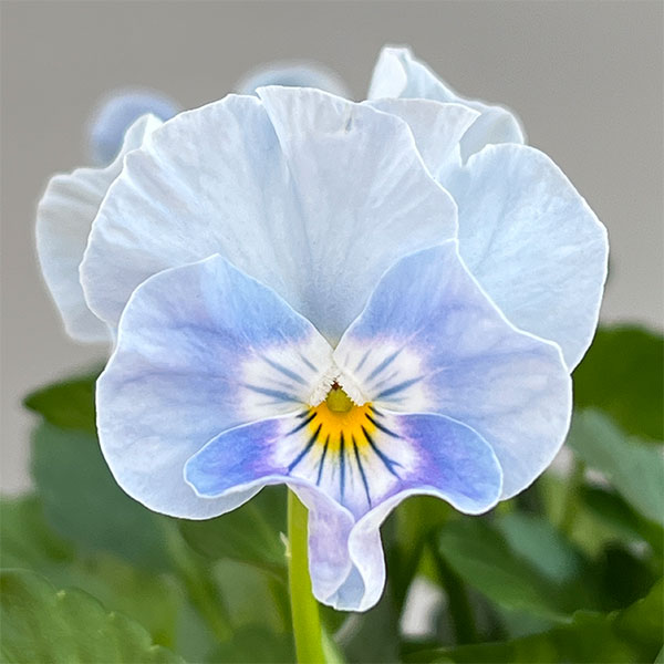 ビオラ(フリル咲き):パステルフリル淡青3-3.5号ポット