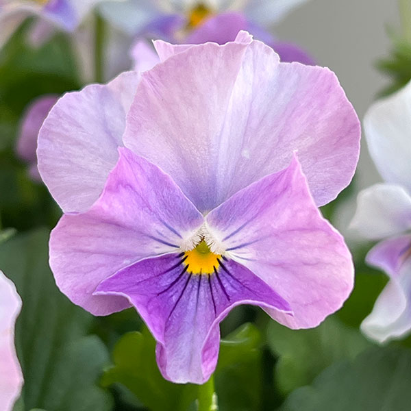 ビオラ(フリル咲き):パステルフリル淡青3-3.5号ポット