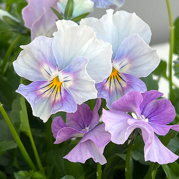 ビオラ(フリル咲き):パステルフリル淡青3-3.5号ポット