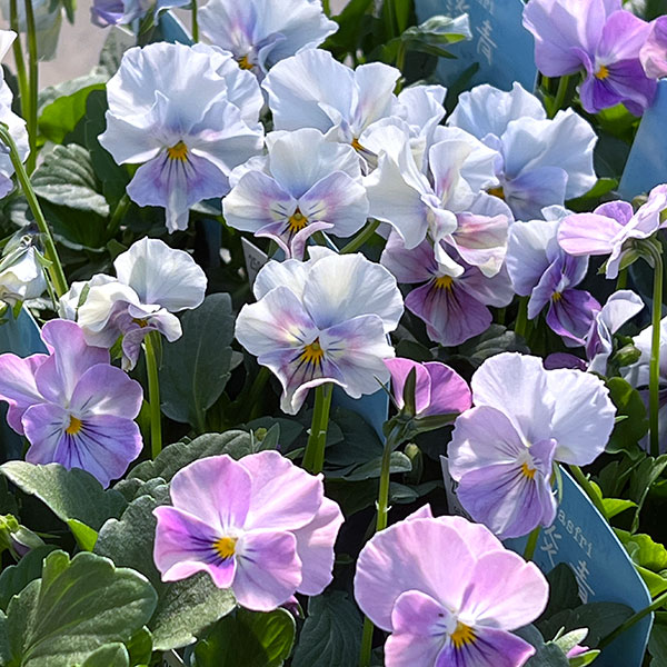 ビオラ(フリル咲き):パステルフリル淡青3-3.5号ポット