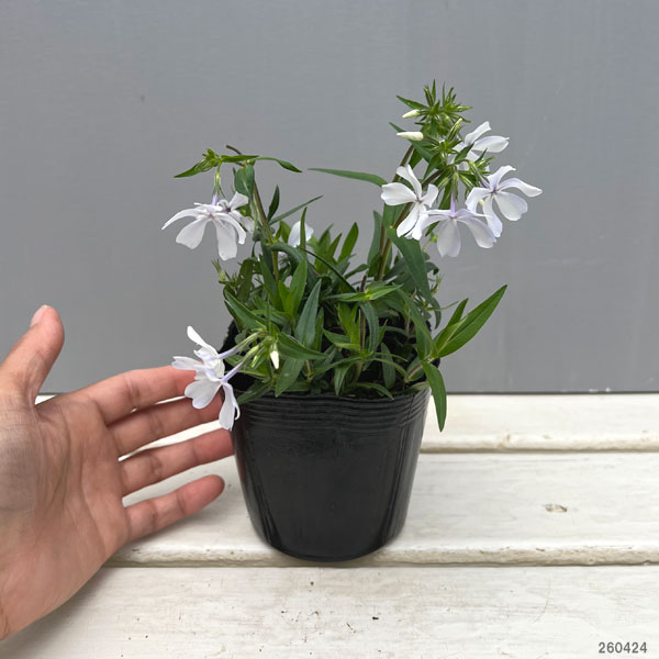 フロックス・ホワイトパフューム3.5号ポット