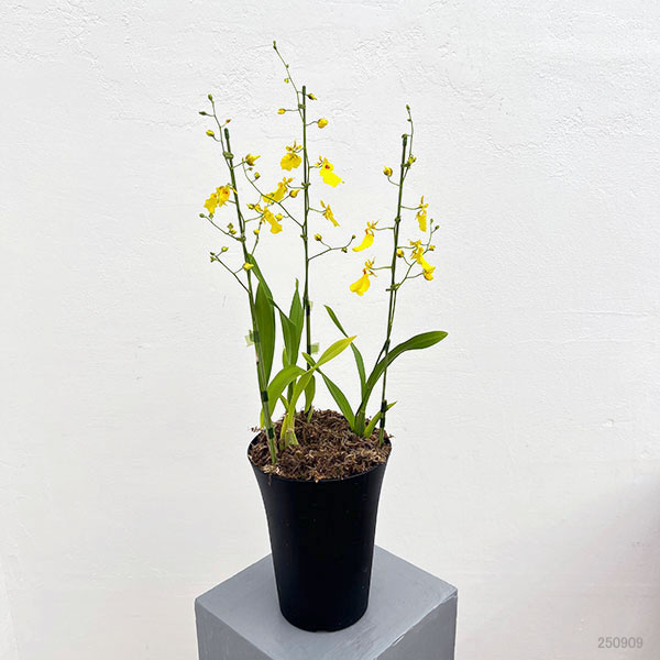 (わけあり特価)オンシジウム:アロハイワナガ3本立ち6号鉢植え*