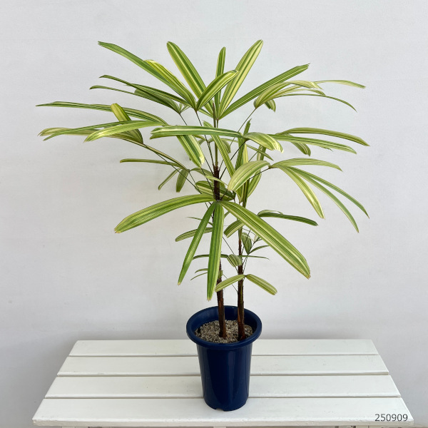 カンノンチク:栄山錦(エイザンニシキ) 6号鉢植え