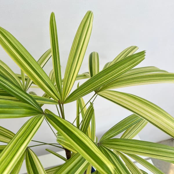 カンノンチク:栄山錦(エイザンニシキ) 6号鉢植え