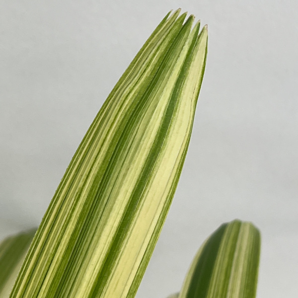 カンノンチク:栄山錦(エイザンニシキ) 6号鉢植え