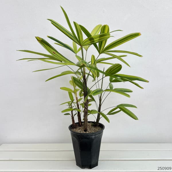 カンノンチク:瑞晃錦(ズイコウニシキ) 5号鉢植え