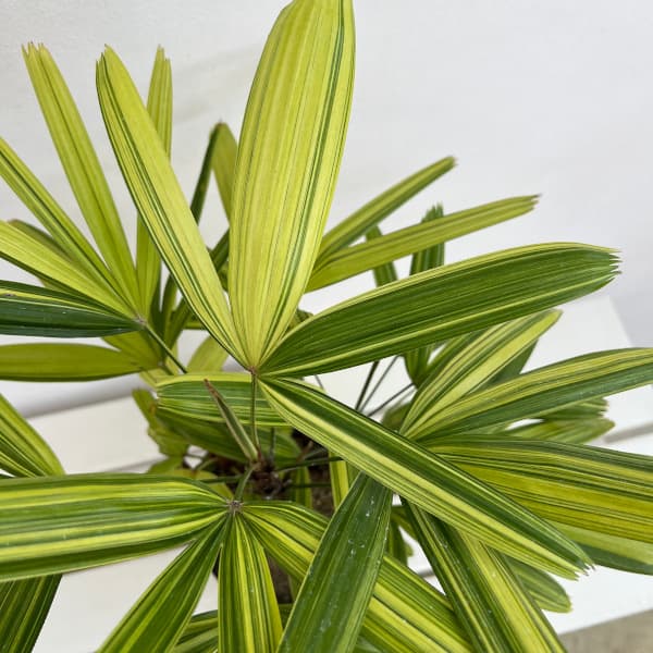 カンノンチク:瑞晃錦(ズイコウニシキ) 5号鉢植え