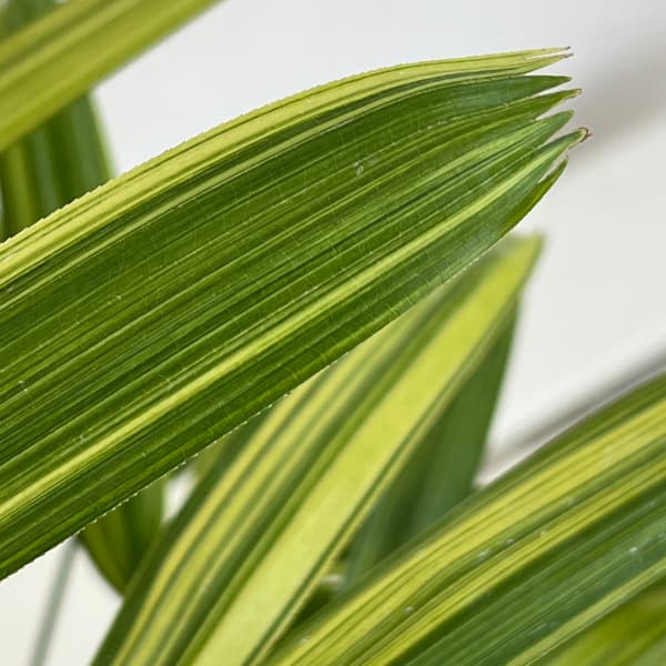 カンノンチク:瑞晃錦(ズイコウニシキ) 5号鉢植え