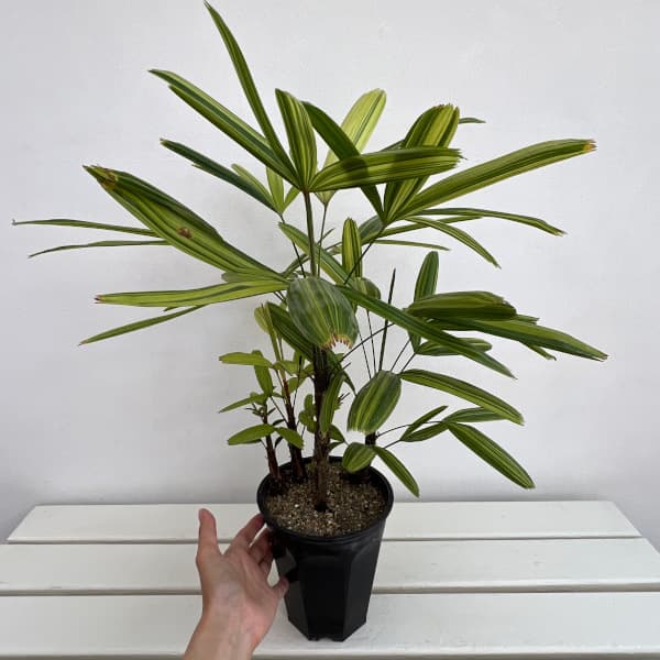カンノンチク:瑞晃錦(ズイコウニシキ) 5号鉢植え