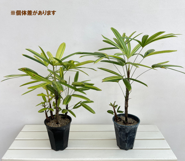 カンノンチク:瑞晃錦(ズイコウニシキ) 5号鉢植え