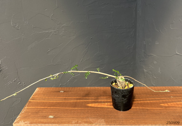 オペルクリカリア：デカリー （実生株）　2.5号鉢植え25-01