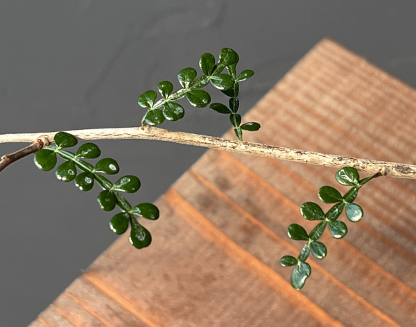 オペルクリカリア：デカリー （実生株）　2.5号鉢植え25-01