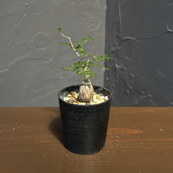 オペルクリカリア:デカリー (実生株) 2.5号鉢植え26-01