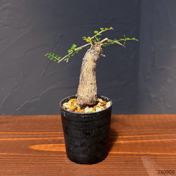 オペルクリカリア：デカリー （実生株）　2.5号鉢植え25-02