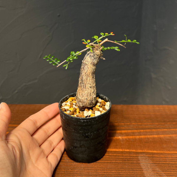 オペルクリカリア：デカリー （実生株）　2.5号鉢植え25-02