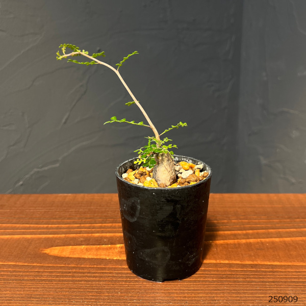 オペルクリカリア:デカリー (実生株) 2.5号鉢植え25-03
