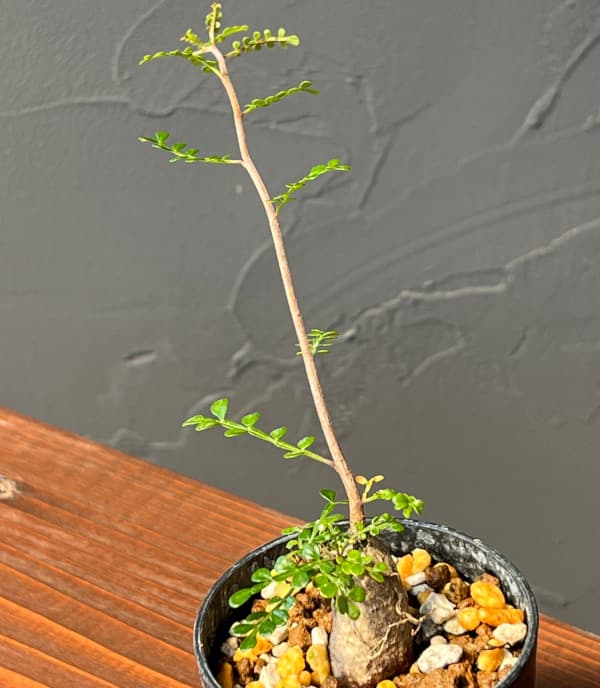 オペルクリカリア:デカリー (実生株) 2.5号鉢植え25-03