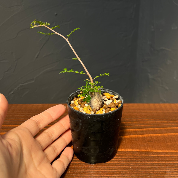 オペルクリカリア:デカリー (実生株) 2.5号鉢植え25-03
