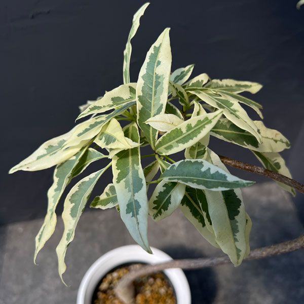 [ザ・ファームセレクト]バオバブ：アダンソニア ザー　バリエガータ（斑入り）6号鉢植え
