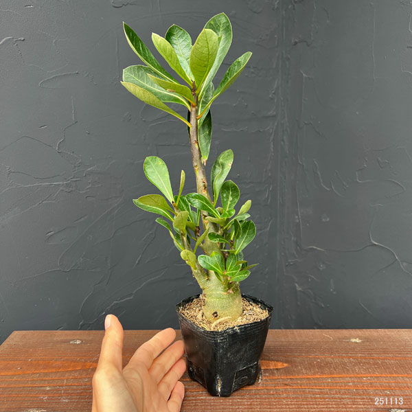 アデニウム：アラビカム　ブラックドラゴン（実生苗）3号ポット