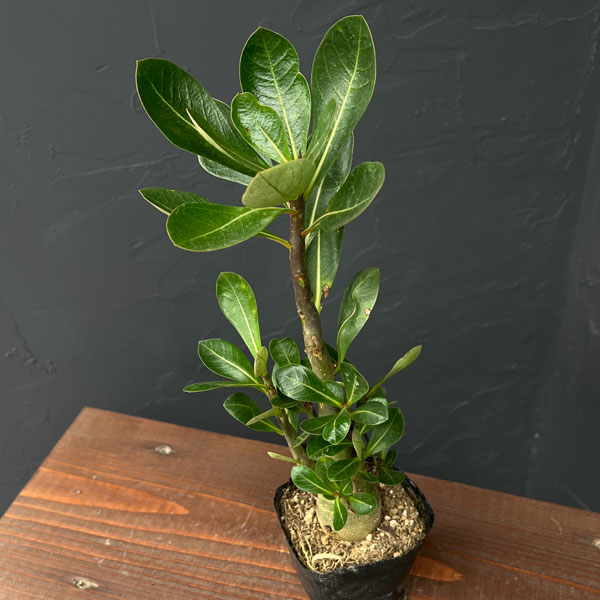 アデニウム：アラビカム　ブラックドラゴン（実生苗）3号ポット