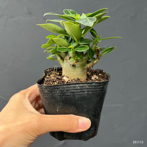 アデニウム：アラビカム　ブラックカラマエ（実生苗）3号ポット