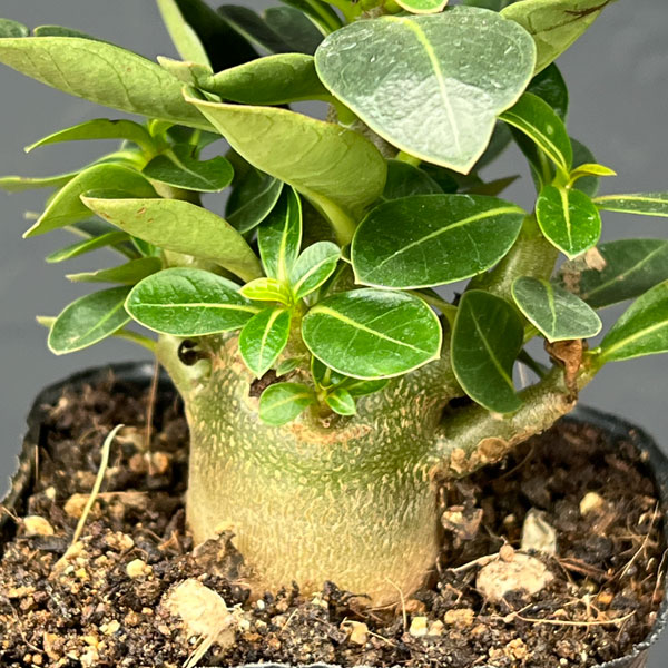 アデニウム：アラビカム　ブラックカラマエ（実生苗）3号ポット