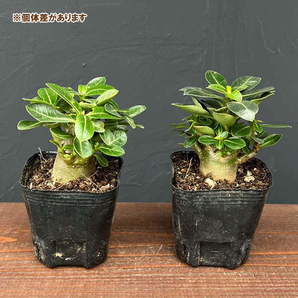 アデニウム：アラビカム　ブラックカラマエ（実生苗）3号ポット