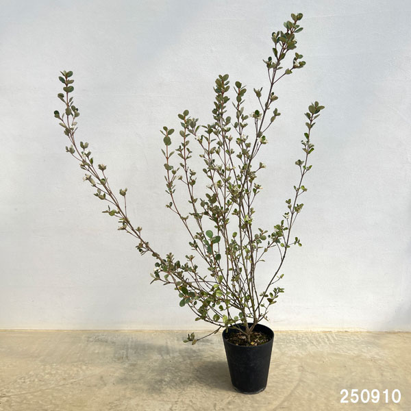 [ザ・ファームセレクト]コーレア（クリスマスベル）：アルバ　5号鉢植え