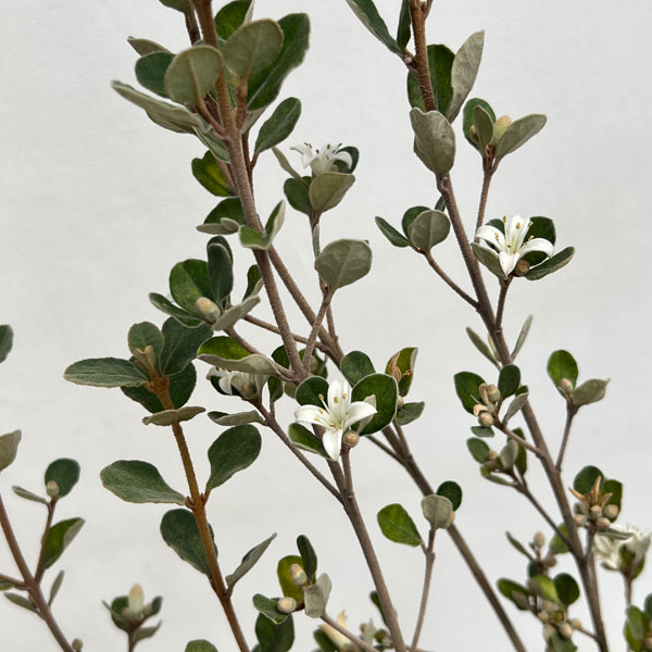 [ザ・ファームセレクト]コーレア（クリスマスベル）：アルバ　5号鉢植え