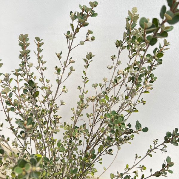 [ザ・ファームセレクト]コーレア（クリスマスベル）：アルバ　5号鉢植え