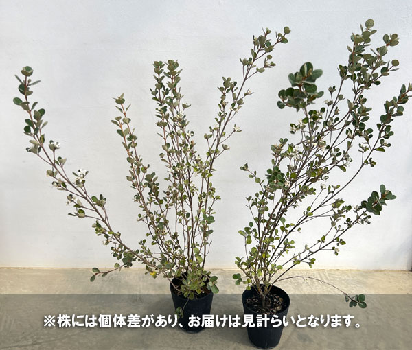 [ザ・ファームセレクト]コーレア（クリスマスベル）：アルバ　5号鉢植え