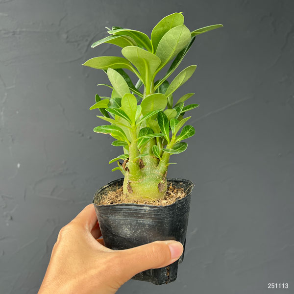 園芸ネット本店｜アデニウム：アラビカム エイリアン（実生苗）3号