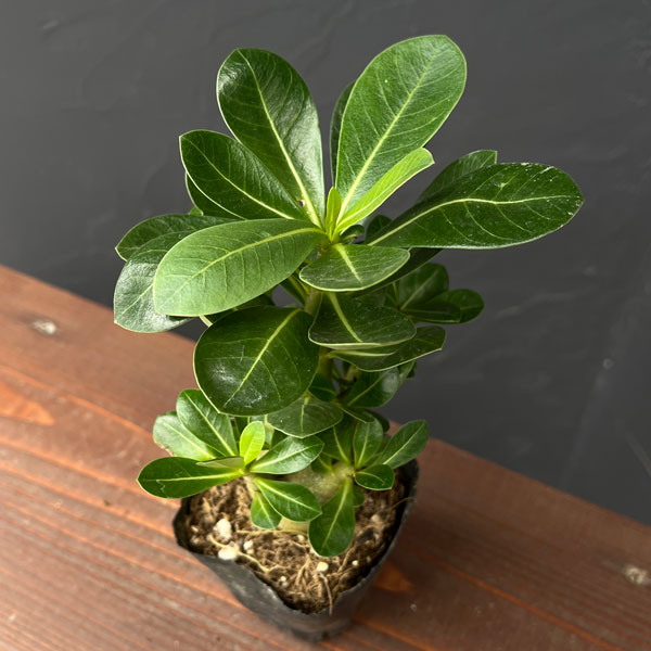 美株 アデニウム アラビカム エイリアン 園芸ネット本店｜アデニウム：アラビカム エイリアン（実生苗）3号