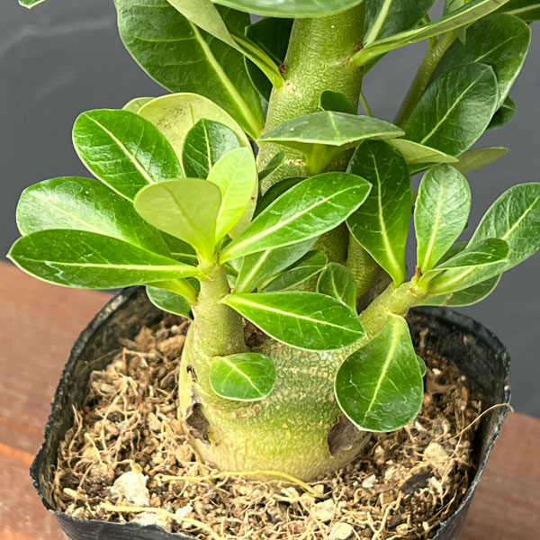 アデニウム：アラビカム　エイリアン（実生苗）3号ポット