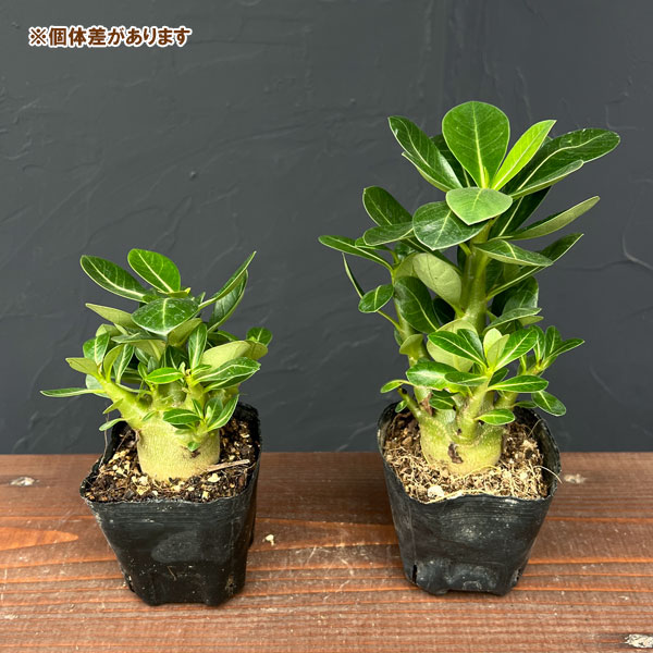 園芸ネット本店｜アデニウム：アラビカム エイリアン（実生苗）3号