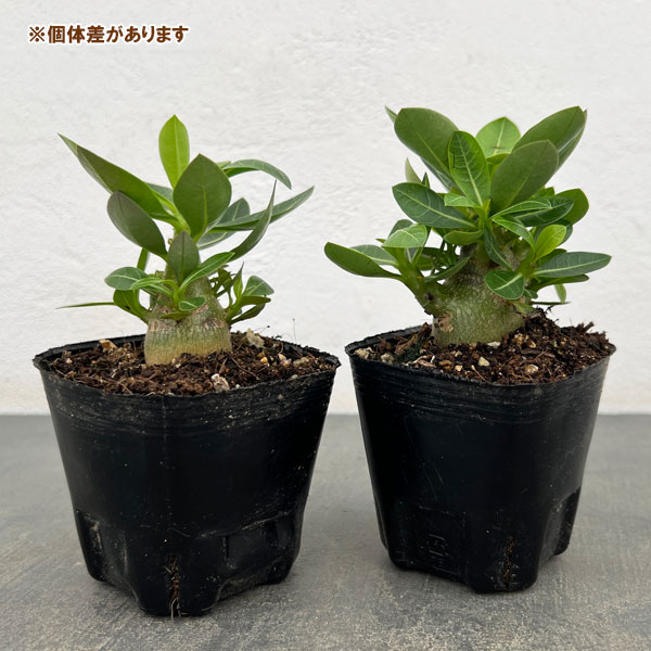 アデニウム：アラビカム　キングコング（実生苗）3号ポット