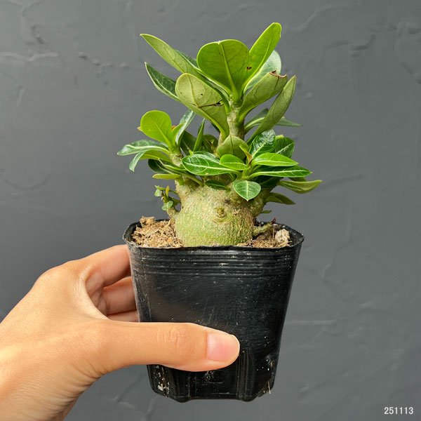 アデニウム：アラビカム　キングコング（実生苗）3号ポット