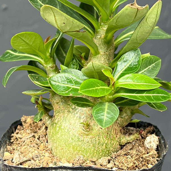 アデニウム：アラビカム　キングコング（実生苗）3号ポット