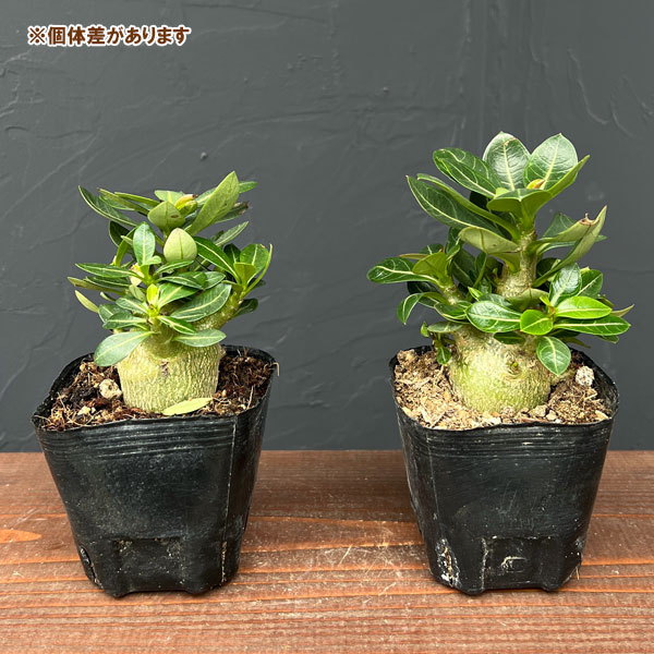 園芸ネット本店｜アデニウム：アラビカム キングコング（実生苗）3号