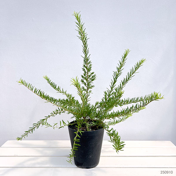 グレビレア:イエロードロップ5号鉢植え