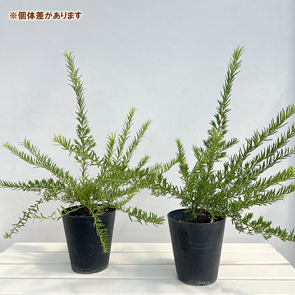 グレビレア:イエロードロップ5号鉢植え