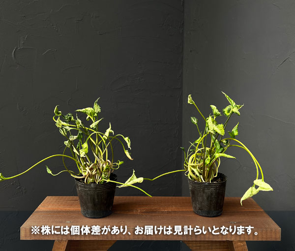 [ザ・ファームセレクト]シンゴニウム：シュリンクハートレアリィ　3号ポット