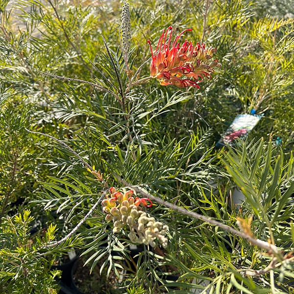 園芸ネット本店｜グレビレア：ココナッツアイス 5号鉢植え の通販【公式】